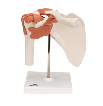 Functional Human Shoulder Joint - 3B Smart Anatomy